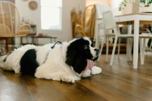 Pet-Friendly Flooring Choices