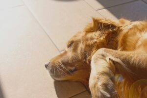 Pet-Friendly Flooring